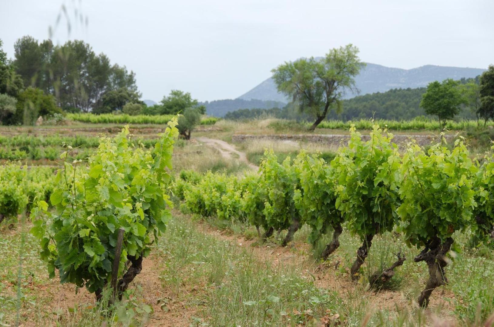 La Maison De Campagne Carcès Dış mekan fotoğraf